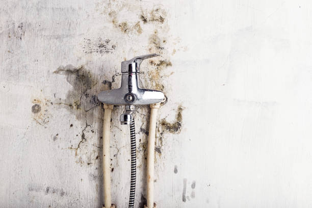 Best Basement Mold Remediation in Innsbrook, VA