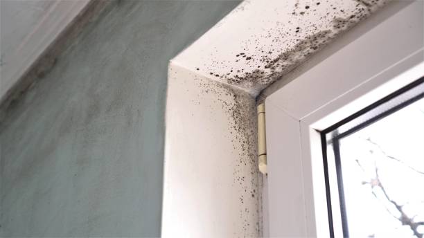 Best Residential Mold Remediation in Innsbrook, VA