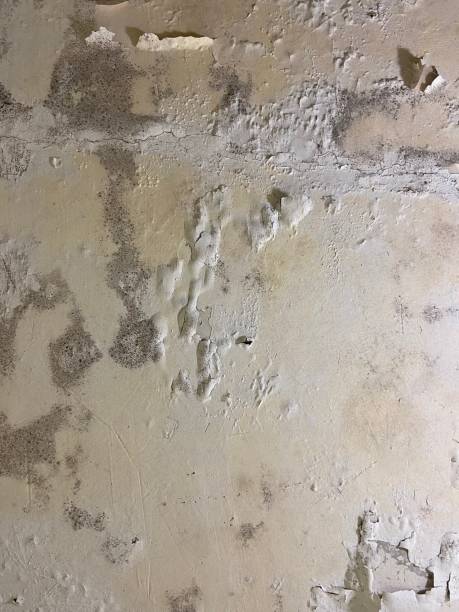 Professional Mold Remediation in Innsbrook, VA