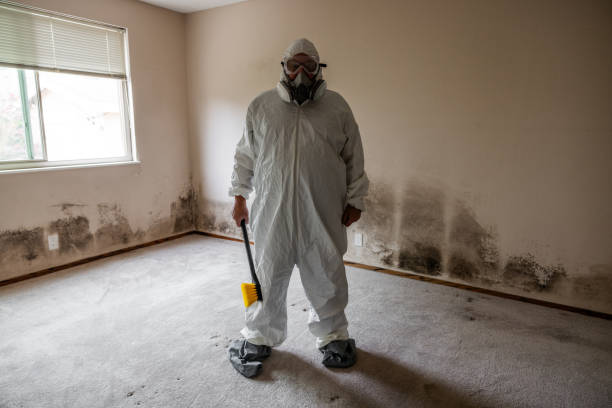 Best Black Mold Remediation in Innsbrook, VA