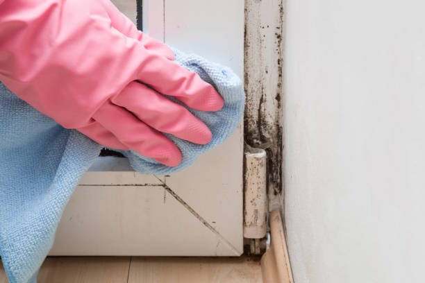 Best Insurance-Related Mold Remediation in Innsbrook, VA