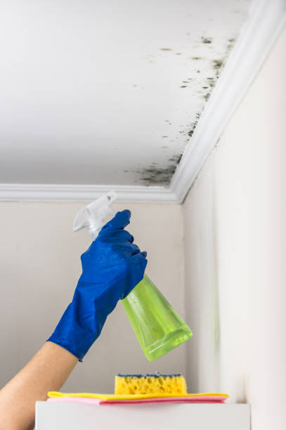 Best Commercial Mold Remediation in Innsbrook, VA